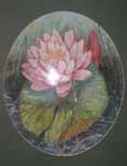 Nymphaea