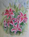 Stargazer lilies